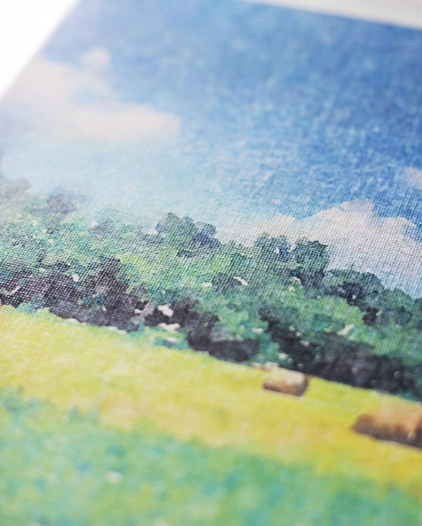 In The Back Pasture Rolled Canvas Print